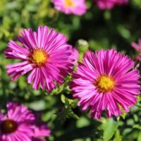 Two pink Aster ‘Winston Churchill’ flowers with yellow centers are in focus, surrounded by green foliage and blurred pink blooms. Brighten your garden with this vibrant Aster ‘Winston Churchill’ plant in a 4" pot.