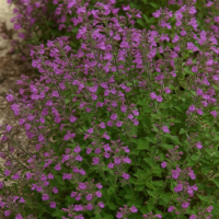Dense clusters of small purple flowers on green leafy stems growing in a garden bed.