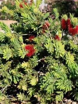 A compact green shrub with clusters of red, bottlebrush-like flowers growing in a landscaped, mulched garden area.