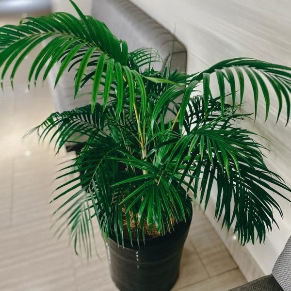 A potted palm plant with long, arching green fronds sits on a tiled floor between two gray upholstered chairs.