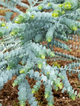 Close-up of a eucalyptus plant with blue-green, rounded leaves and small yellow flower buds, growing over brown, dry soil.