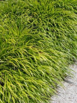 Dense clumps of ornamental grass growing beside a gray stone walkway.