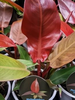 The Philodendron 'Sun Red' in a 5" pot features large, glossy red and green leaves and comes with a tag displaying its name.