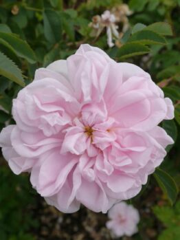 Close-up of a pale pink Rose 'Paul Cezzane®' Delbard Bush Form in full bloom, surrounded by green leaves and partially visible plants in the background.
