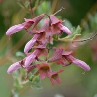 Close-up of a cluster of pink, tubular flowers with green leaves in the background.