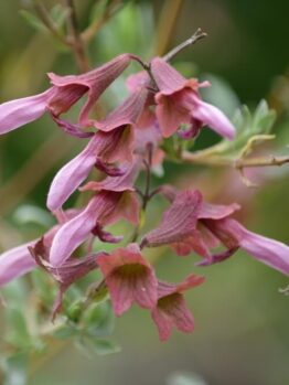 Close-up of a cluster of pink, tubular flowers with green leaves in the background.