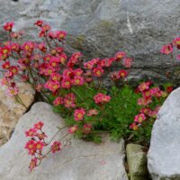 Small pink flowers with yellow centers grow between rocks, surrounded by green foliage and gray stone.