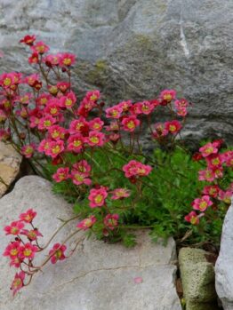 Small pink flowers with yellow centers grow between rocks, surrounded by green foliage and gray stone.