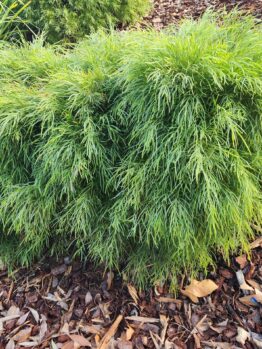 Acacia 'Mini Cog' 15cm Pot: This dense green shrub has fine, feathery leaves and thrives in mulched garden beds.