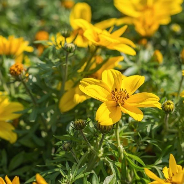 A cluster of bright yellow flowers with green leaves in sunlight, with some blooms fully open and others in bud form.