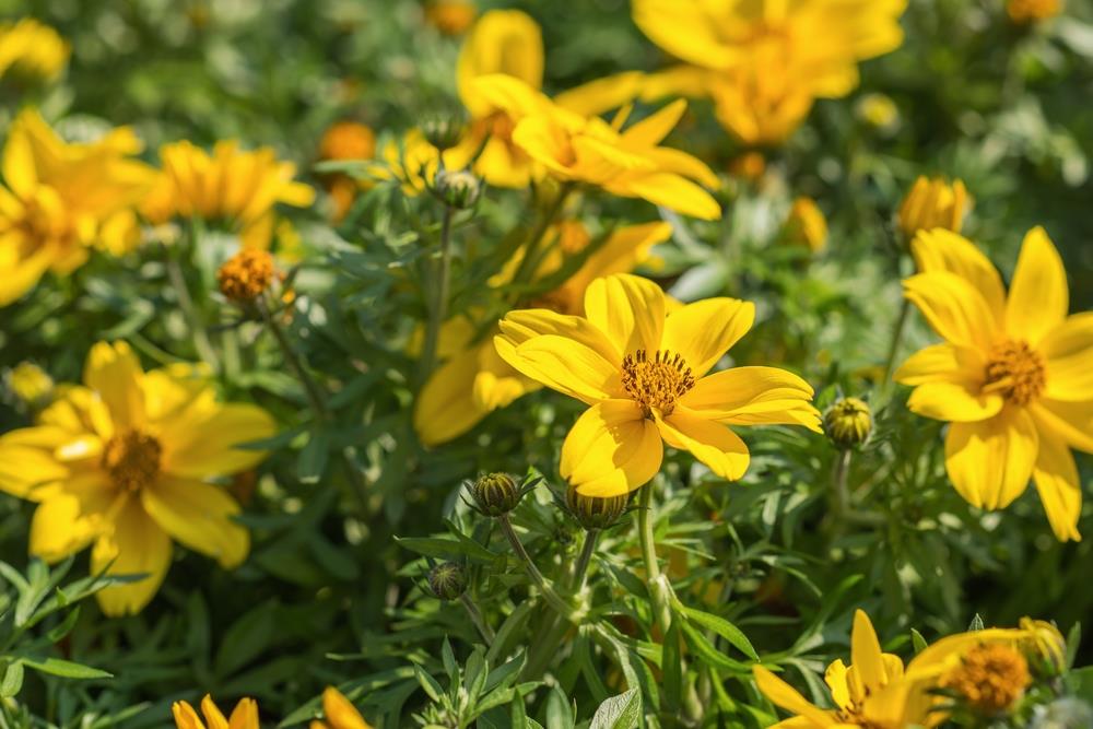 A cluster of bright yellow flowers with green leaves in sunlight, with some blooms fully open and others in bud form.