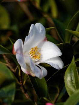 A white Camellia 'Transtasman' 10" Pot flower blooms among green leaves and pink buds.