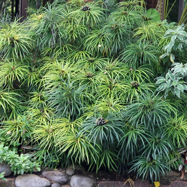 A dense cluster of Cyperus 'Umbrella Papyrus' in 8" pots features spiky green foliage growing in a rock-bordered garden bed, surrounded by diverse plants and trees.