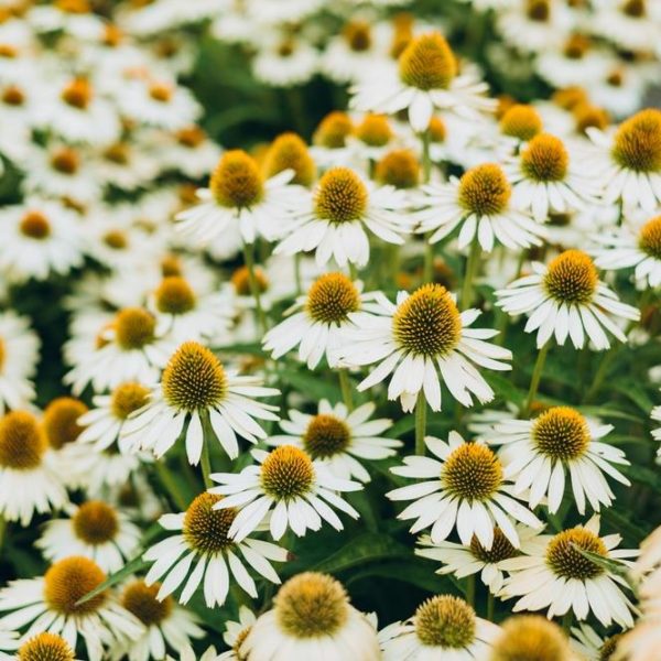 A cluster of Echinacea 'Primadonna White' in 6" pots, with yellow-brown centers, grows closely together in a garden setting, bordered by vibrant Primadonna Pink Echinacea for a striking color contrast.