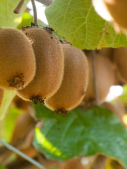 Clusters of ripe Actinidia 'Hayward' Kiwi Fruit (Female) 10" Pot hang from branches surrounded by lush green leaves on a thriving plant.