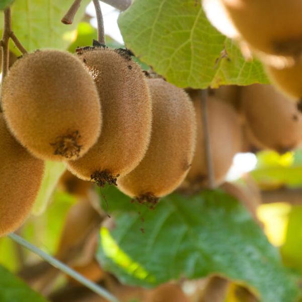 Clusters of ripe Actinidia 'Hayward' Kiwi Fruit (Female) 10" Pot hang from branches surrounded by lush green leaves on a thriving plant.