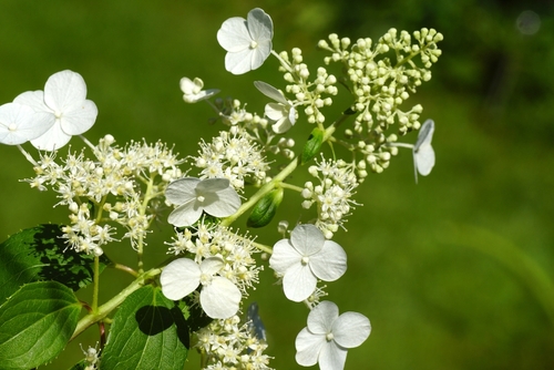 Hydrangea 'Kyushu' 10" Pot (Standard) - Image 2