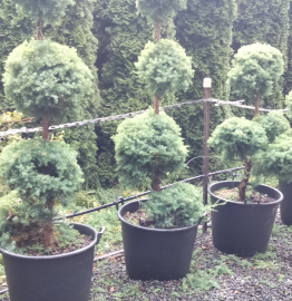 A row of potted topiary trees, including Juniperus 'Oblonga' 90L Pot (Cloud Pruned), stands on gravel beside a hedge of tall evergreen shrubs.
