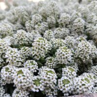 Close-up of Lobularia 'Snow Crystal' Sweet Alyssum in a 10cm pot, featuring densely packed small white flowers with green centres, flowering outdoors.