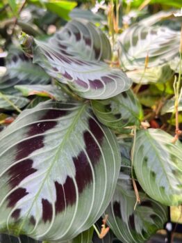 Close-up of Maranta 'Green and Black Prayer Plant' 10" (Hanging Basket), featuring dark purple markings, light green edges, and small white flowers nestled in lush foliage—an ideal choice for a vibrant hanging display.