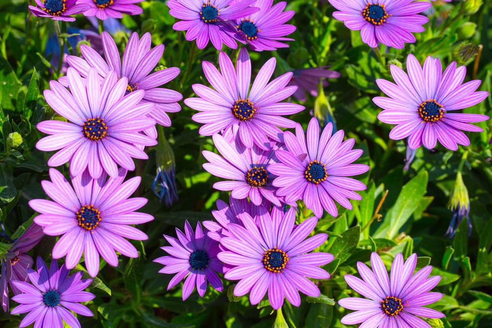 A cluster of vibrant purple daisy-like flowers with dark centers, surrounded by green foliage in bright sunlight.