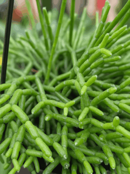 Close-up of Rhipsalis cereuscula 'Mistletoe Cactus' in a 5" hanging basket, featuring dense clusters of thin, green cylindrical stems—ideal for adding lush greenery to your space.