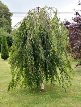 A weeping birch tree with cascading green leaves stands on a grassy lawn, surrounded by other trees and shrubs.