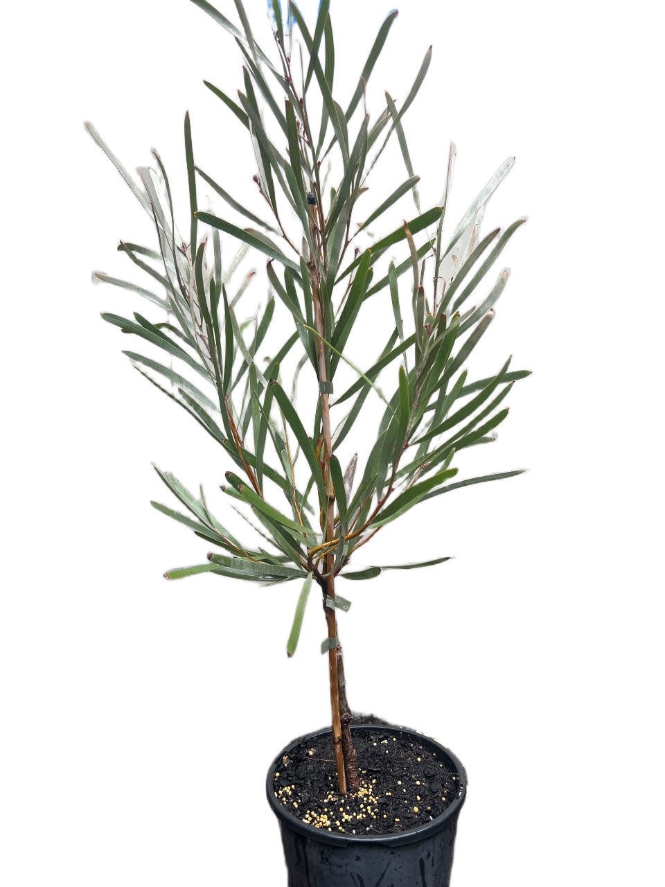 A potted young plant with long, slender green leaves and a thin stem, set against a plain white background.