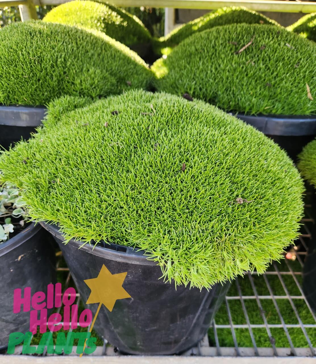 A 10" pot of dense, bright green Scleranthus 'Zen Moss' sits on a metal shelf among similar pots. "Hello Hello PLANTS" is overlaid in the corner.