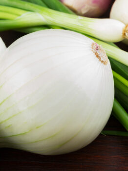 Allium 'White Onion' 4" Pot
