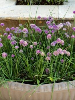 Chives 4" Pot