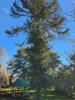 An Araucaria 'Monkey Puzzle' 45L Pot stands tall in a grassy park near a wooden bandstand, all beneath a clear blue sky.