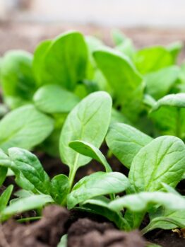 Spinach 'Baby' 4" Pot