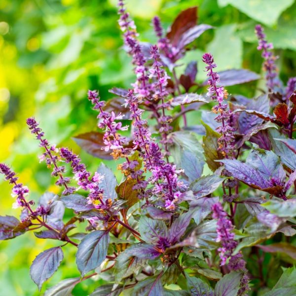 Basil 'Red' 4" Pot
