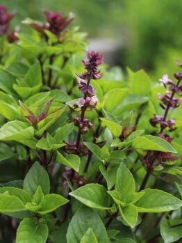 Basil 'Thai' 4" Pot