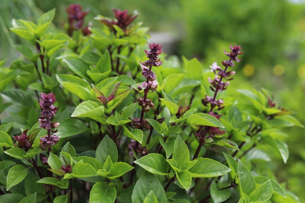 Basil 'Thai' 4" Pot