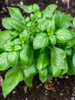 Basil 'Sweet' 4" Pot