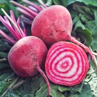 Beetroot 'Cream Rings' 4" Pot