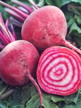 Beetroot 'Cream Rings' 4" Pot