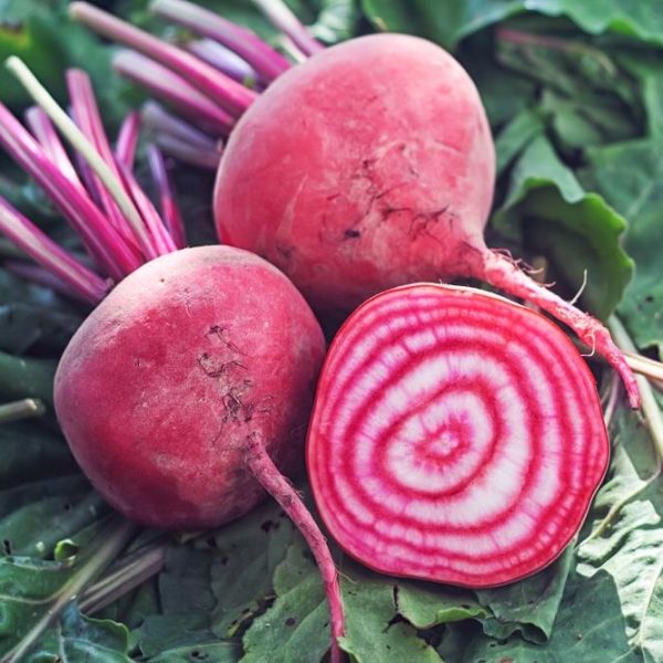 Beetroot 'Cream Rings' 4" Pot
