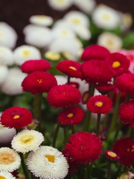 Brighten your garden beds with Bellis 'Bellissima Mix' Common Daisy 10cm Pot, featuring clusters of red, white, and pale pink blooms that stand out beautifully against dark soil.