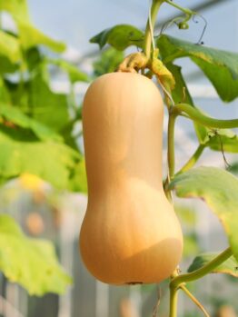 Pumpkin 'Butternut' 4" Pot