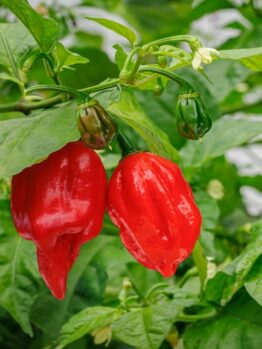 Capsicum 'Carolina Reaper' Chilli Pepper 4" Pot