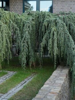 Cedrus 'Green Cedar' Weeping 24" Pot