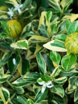 Citrus Cumquat 'Variegated' 5L Pot