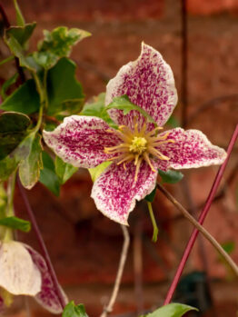 Clematis 'Freckles' 6" Pot
