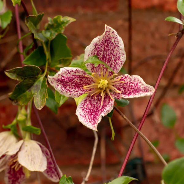 Clematis 'Freckles' 6" Pot