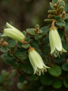 Close-up of Correa 'Roundleaf' Native Fuchsia 6" Pot, displaying fuzzy green oval leaves and three pale green tubular flowers with dark purple stamens against a blurred background.