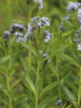 Dogbane
