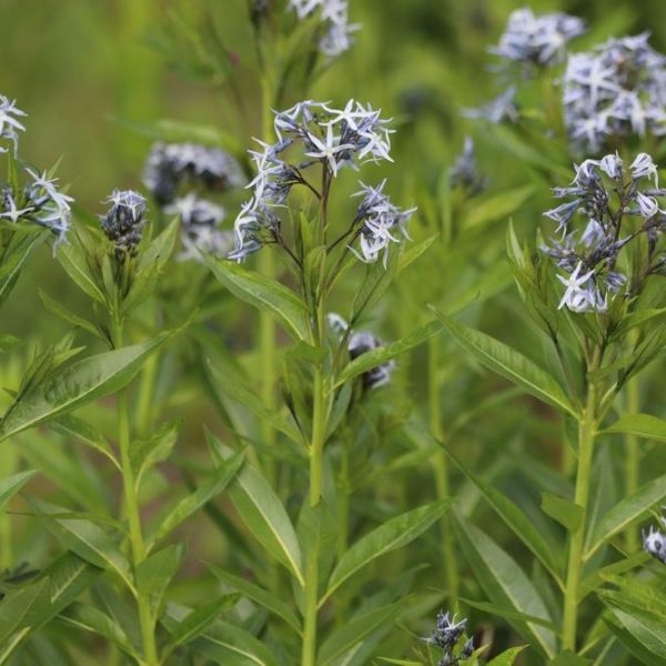 Dogbane